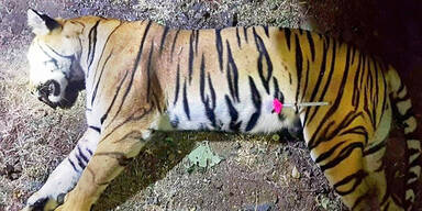 Menschenfressende Tigerin 'Avni' erschossen
