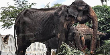 Völlig abgemagerte Elefantenkuh stirbt nach Parade