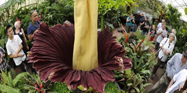 Größte Blume der Welt blüht in Brasilien