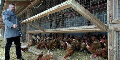 Steiermark: Dieben klauen 900 Hühner