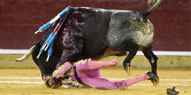 Torero Stier