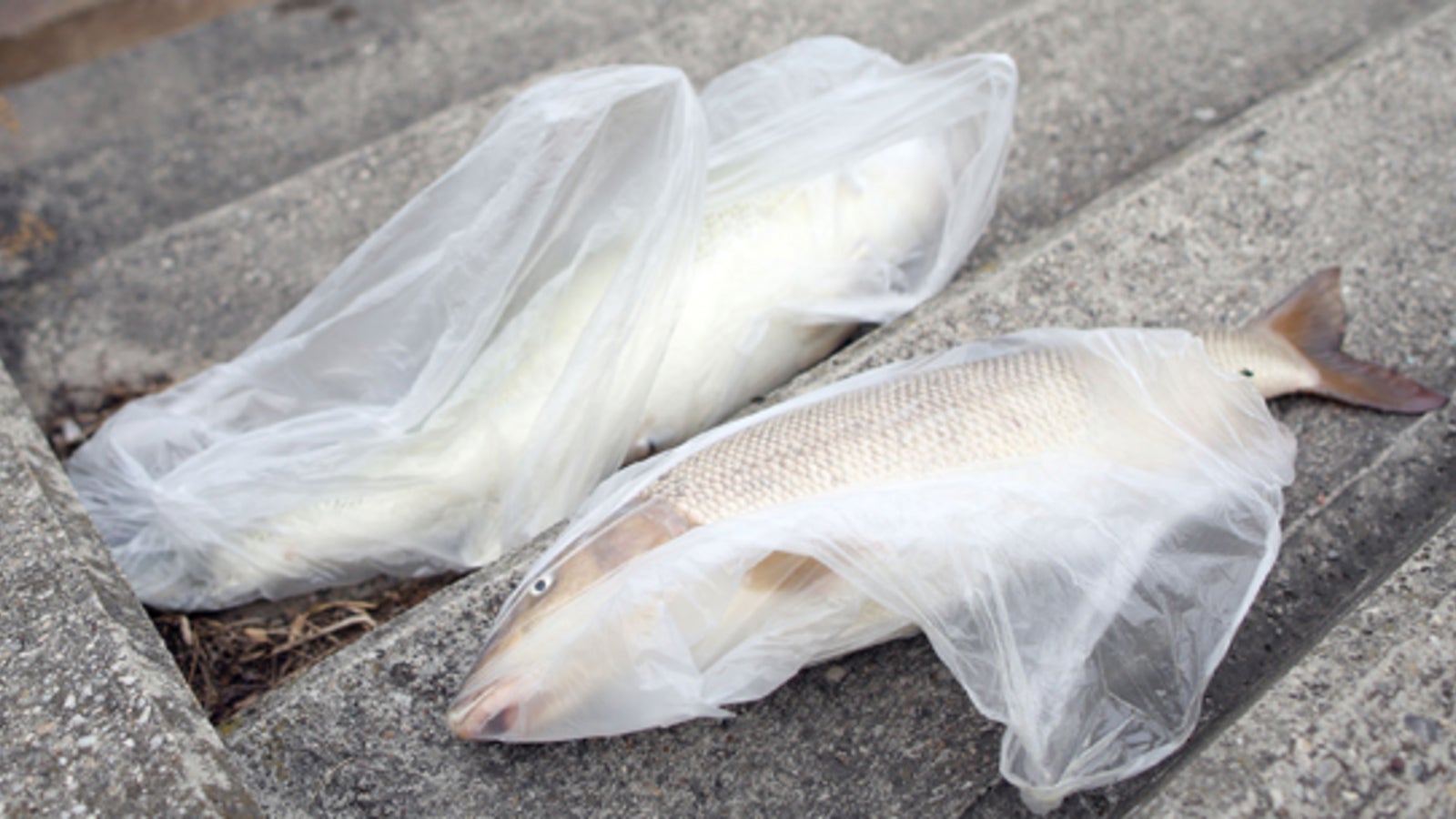 Hitze Die ersten Fische sterben oe24.at