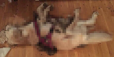 2 Tote Hunde in Salzburger Wohnung entdeckt
