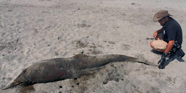 400 Delfine an Perus Küste angeschwemmt