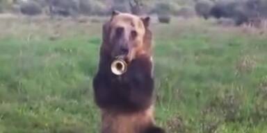 Talentierter Braunbär spielt Trompete