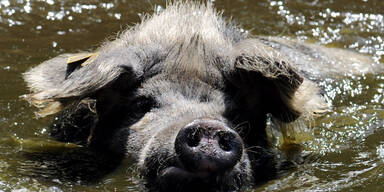 Rätsel um tote Turopolje-Schweine