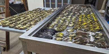 960 Vögel krachten in einer Nacht gegen ein Fenster und sterben