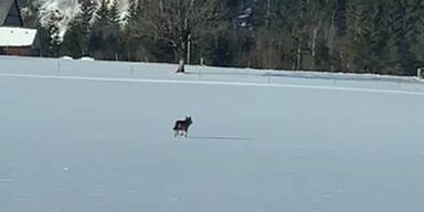 Wolf auf Sportplatz gesichtet