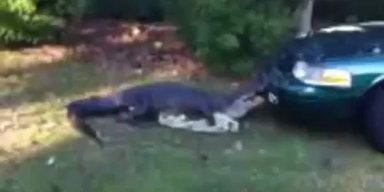 Alligator attackiert Polizeiwagen