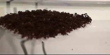 Naturphänomen: Ameisen bilden Floss