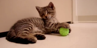 Rührend: Internet-Hype um blindes Kätzchen