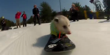 Snowboard-Opossum neuer Internet-Hit