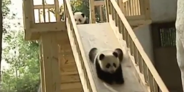 So süß: Baby-Pandas rutschen um die Wette