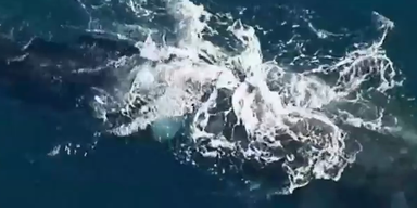 Sidney: Fähre rammt Wal-Junges im Hafen