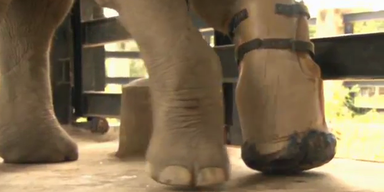 Beinprothese: Elefant kann wieder laufen