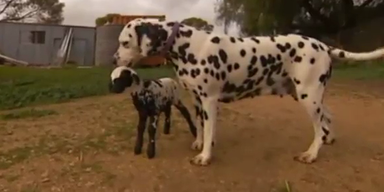 Dalmatiner adoptiert gepunktetes Lamm