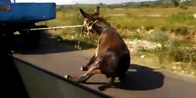 Tierquäler schleift Esel hinter seinem Auto her