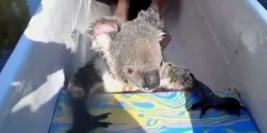 Australien: Süßer Koala hängt sich an ein Kanu