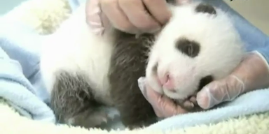 Süßes Panda-Baby verzaubert San Diego