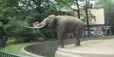 Genervter Elefant wirft Schlamm auf Besucher