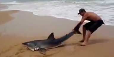 Mann zerrt Hai an der Flosse zurück ins Meer