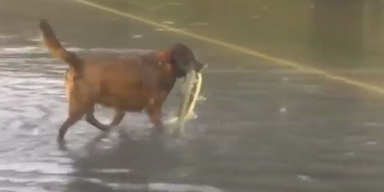 Hund fischt Lachse auf überfluteter Straße