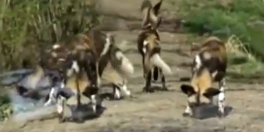 Wildhunde zerfleischen kleinen Bub in US-Zoo