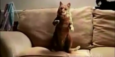 Youtube-Hit: Katze tanzt Gangnam-Style
