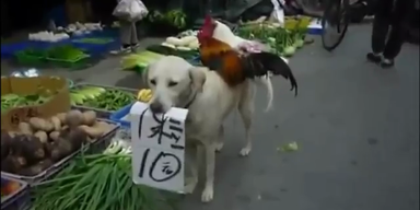 Hund verkauft Hühner auf chinesischem Markt