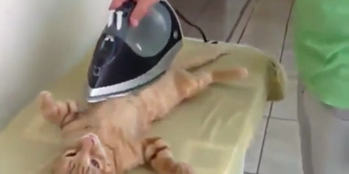 Katzenmassage mit dem Bügeleisen