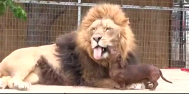 Entzückend: Dackel küßt Löwen auf den Mund