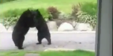Bären kämpfen direkt vor der Haustüre