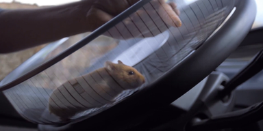Kurios: Hamster lenkt LKW aus Grube
