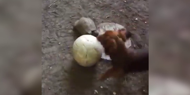 Herzerwärmend | Dieser Hund und diese Schildkröte spielen Ball
