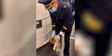 Tierisch | Das passiert mit Katzen ohne Ticket und Maske im Zug
