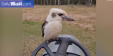 Kookaburra