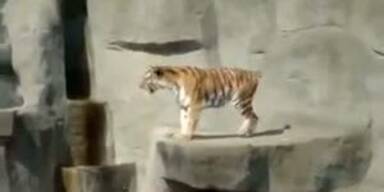 Mutiger Vogel attackiert brüllenden Tiger