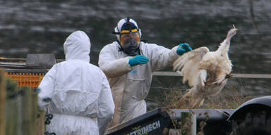 Vogelgrippe erwischt Europa so heftig wie nie zuvor