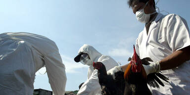 Angst vor Vogelgrippe-Epidemie