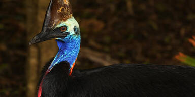 Er gilt als der tödlichste Vogel der Welt – und terrorisiert Australien