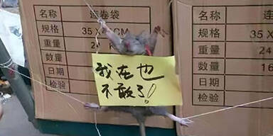 Ratte foltern China