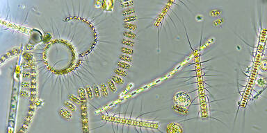 Phytoplankton