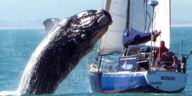 Wal springt auf Boot: Insassen berichten
