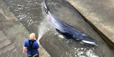 Verirrter Wal an der Themse in London eingeschläfert