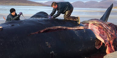 Toter Wal hatte 100 Kilo Müll im Magen