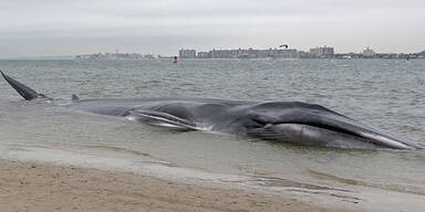 18 Meter langer Wal strandet in New York 
