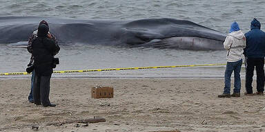 Vor New York gestrandeter Wal ist tot