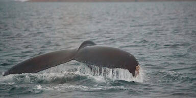 Mindestens 30 Wale in Alaska verendet