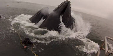 USA: Taucher beinahe von Wal verschluckt
