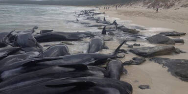 Hai-Alarm wegen 150 toter Wale an Küste